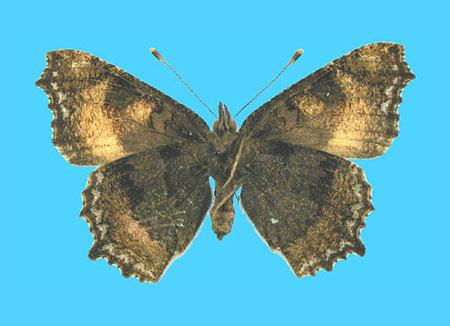 Aglias urticae ab. subtus-ornata (Holotype) 9-13-1909 Munden, Herts Co., UK (Internet Image property of respective owner, non-commercial use only)